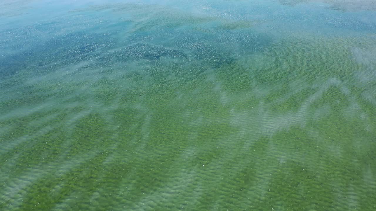 生活在咸水清新的湖水中的火烈鸟。视频素材