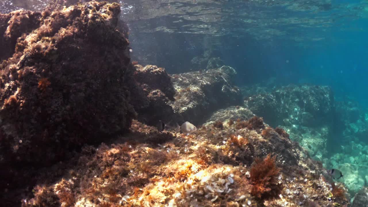 在水下潜水，探索湛蓝大海中的热带珊瑚礁视频素材