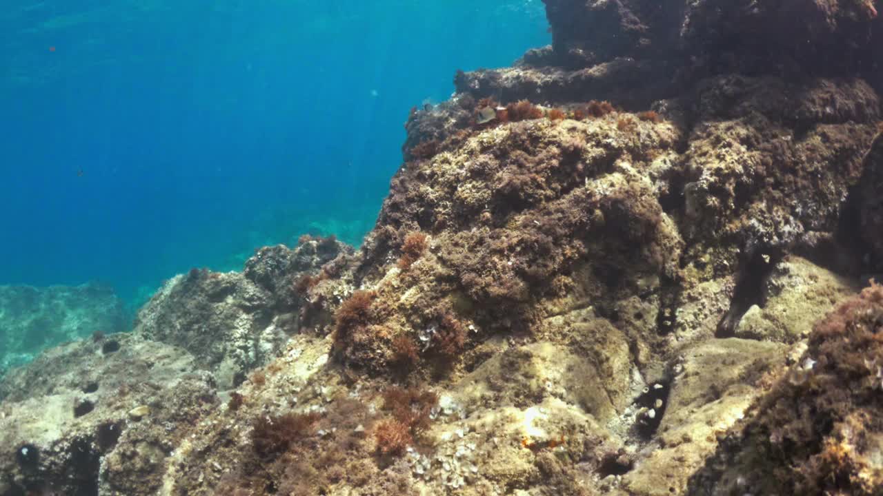 在水下潜水，探索湛蓝大海中的热带珊瑚礁视频素材