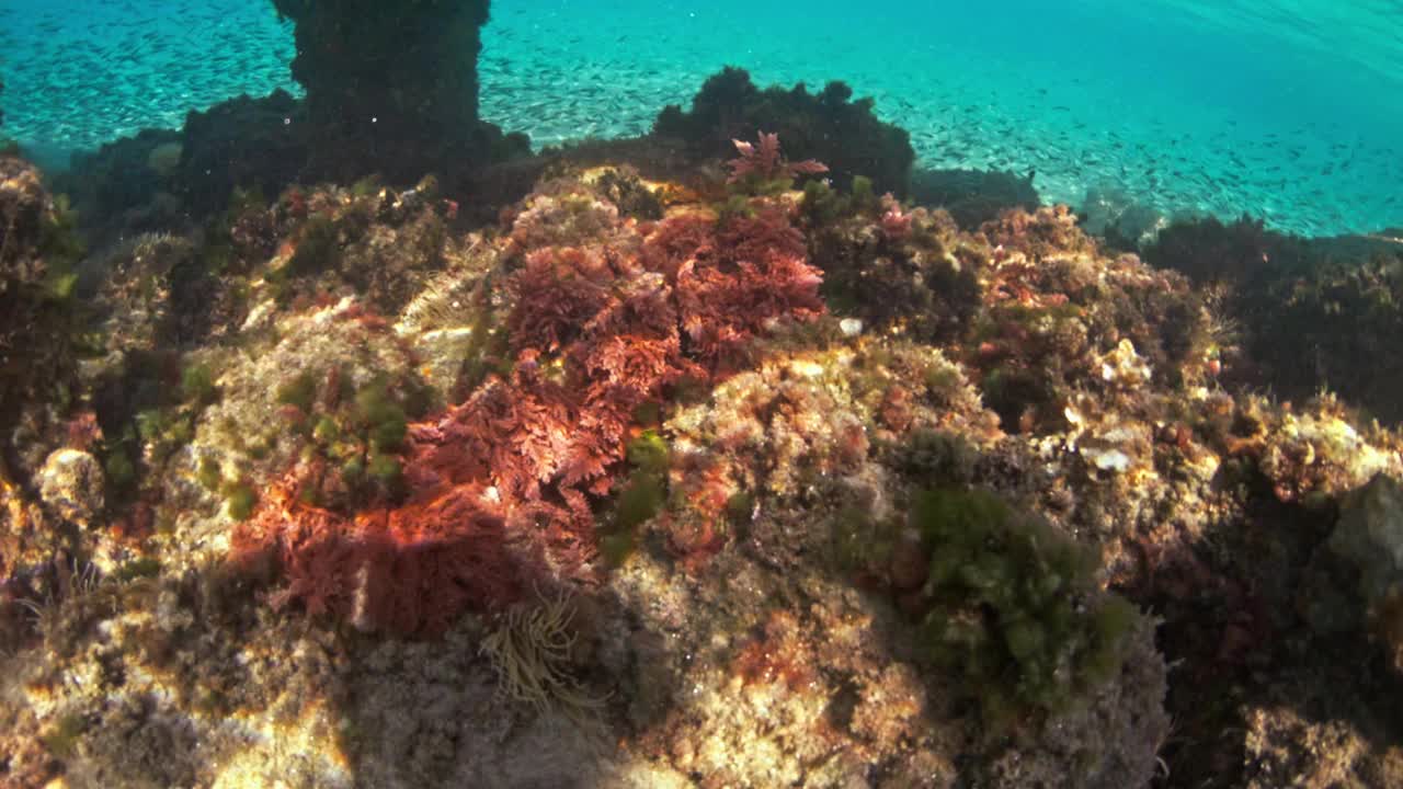 在水下潜水，探索湛蓝大海中的热带珊瑚礁视频下载