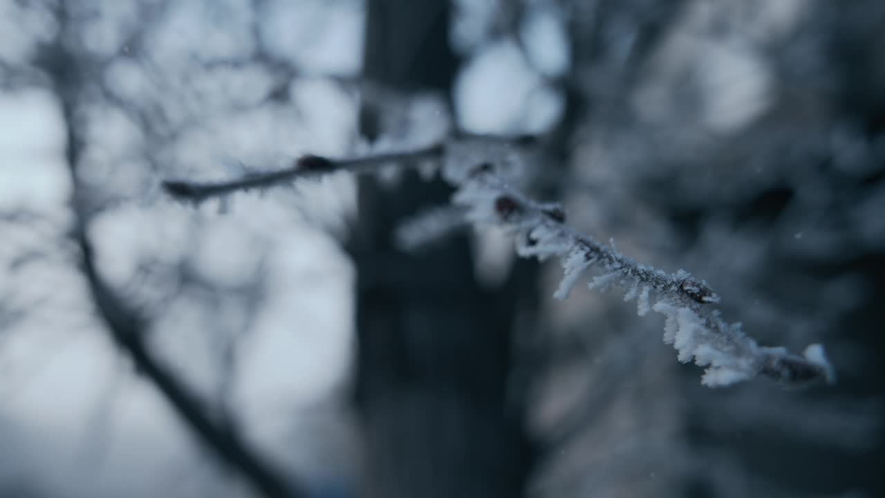 冬天下雪时被冻住的树枝视频下载