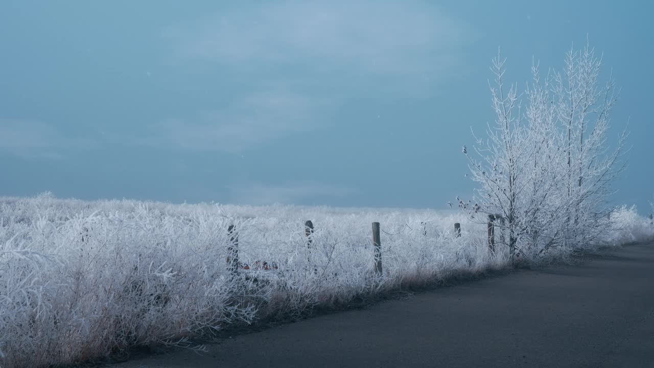 在蓝天的背景下，树木和草地被白雪覆盖视频下载