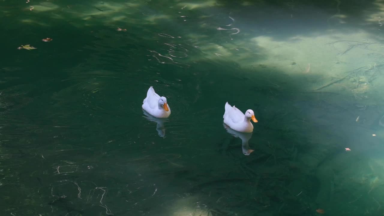 鸭子在湖里游泳视频素材