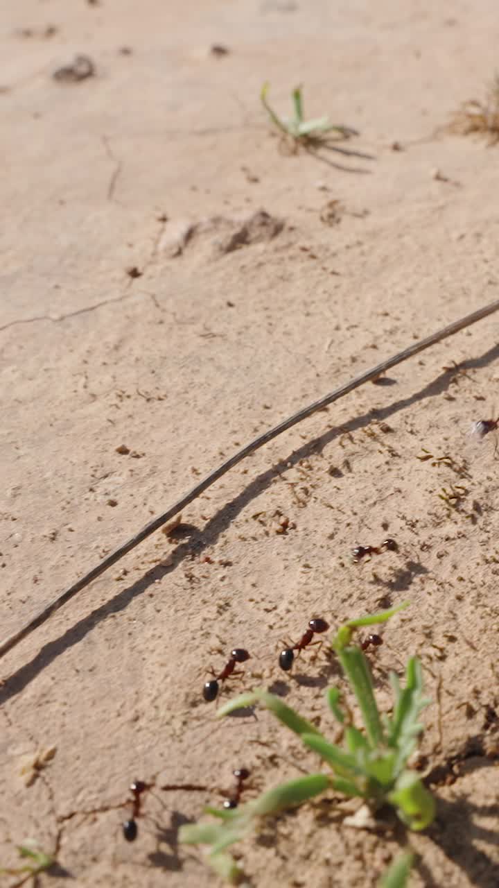 垂直视频。一列蚂蚁在明亮的阳光下沿着草地旁边的沙滩奔跑，慢动作。视频素材