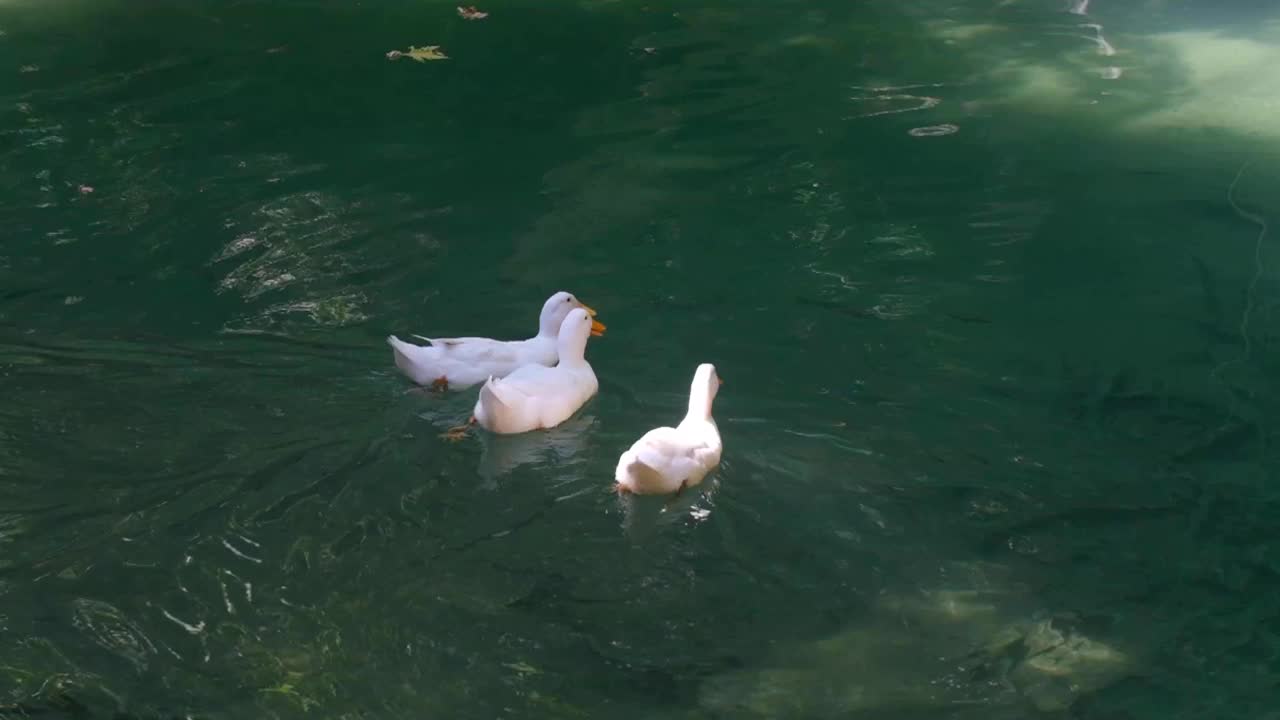 鸭子在湖里游泳视频素材