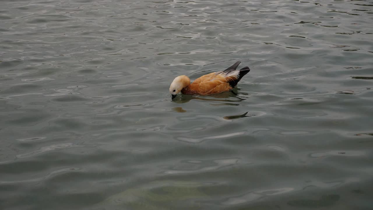 一只野鸭在池塘里游泳的特写镜头。视频下载