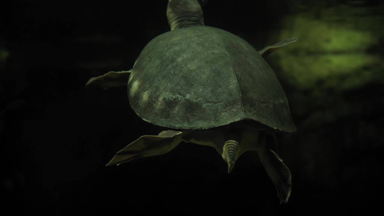 一只大海龟在一个大水族馆里水下游泳的特写。视频下载