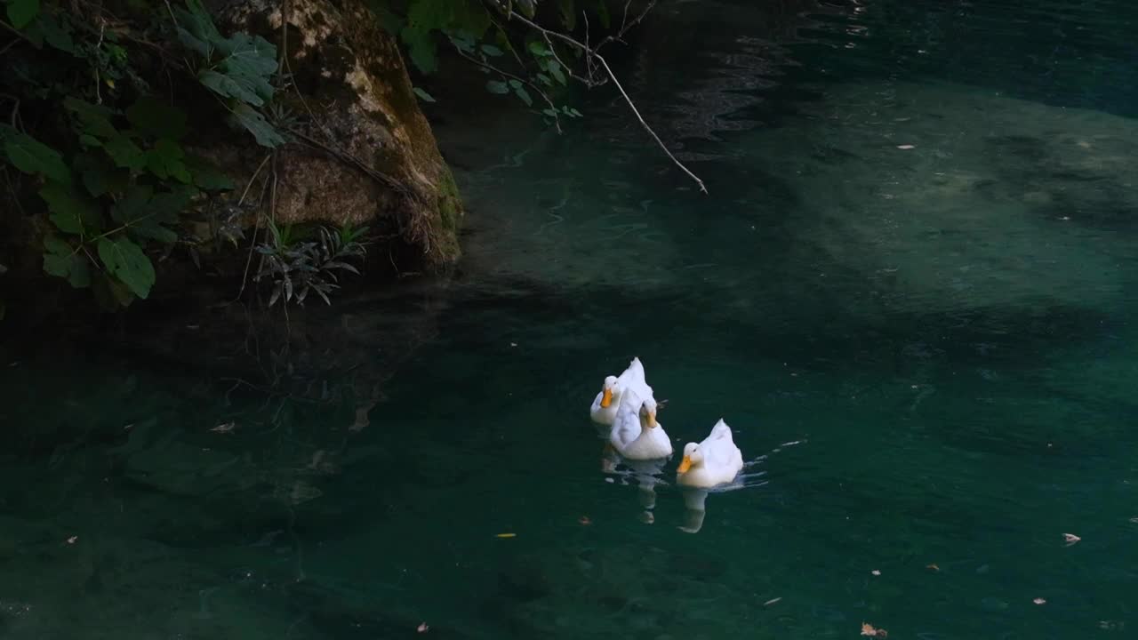 鸭子在湖里游泳视频素材