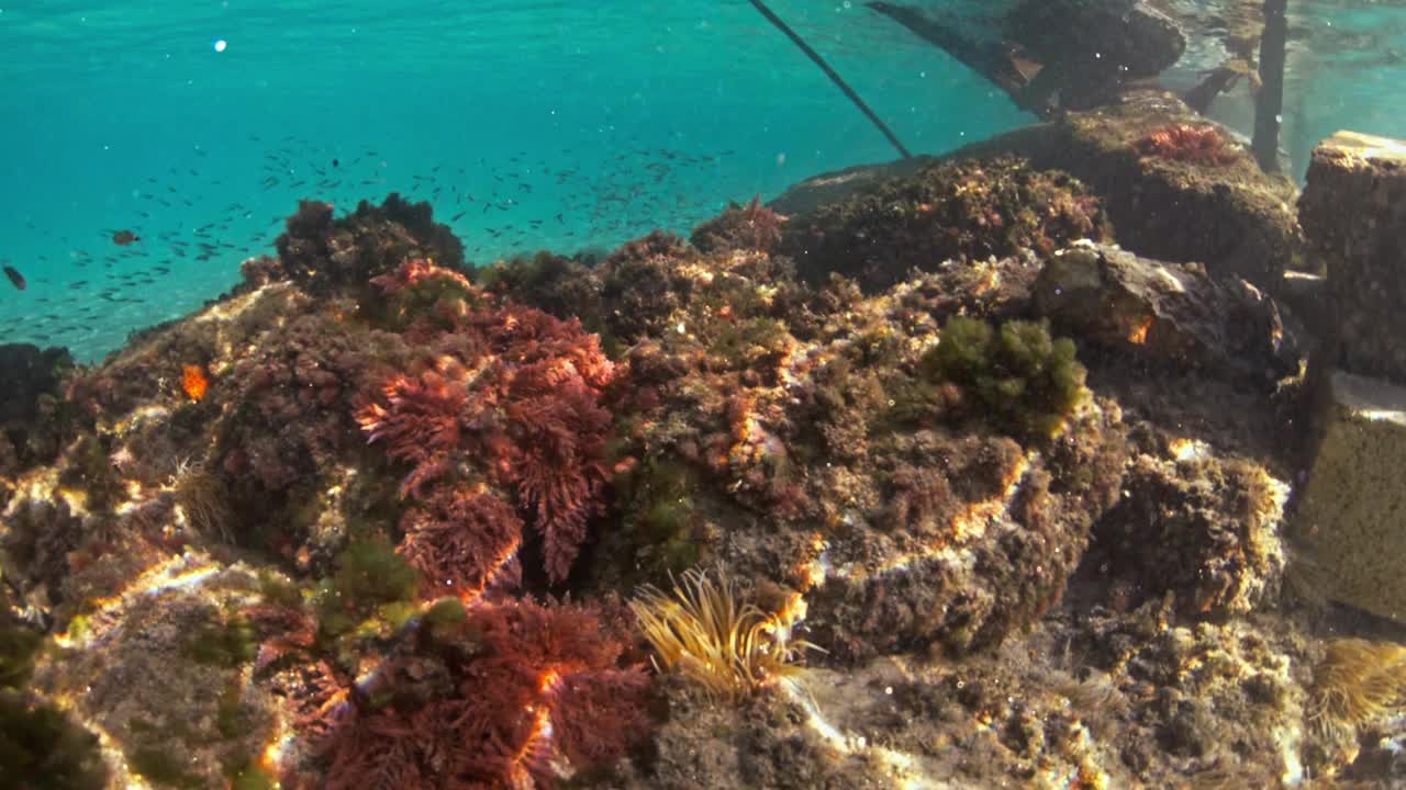 在水下潜水，探索湛蓝大海中的热带珊瑚礁视频下载