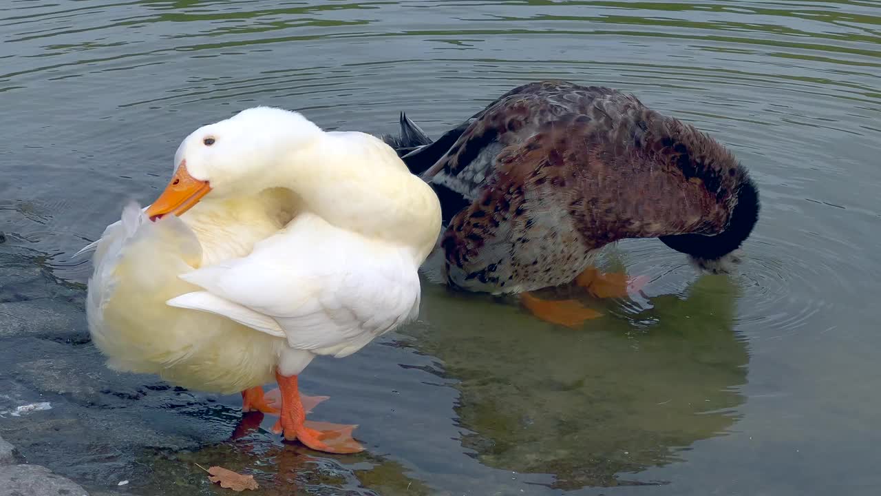 两个鸭子视频下载