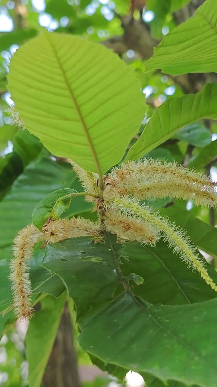 板栗在春天开花视频素材