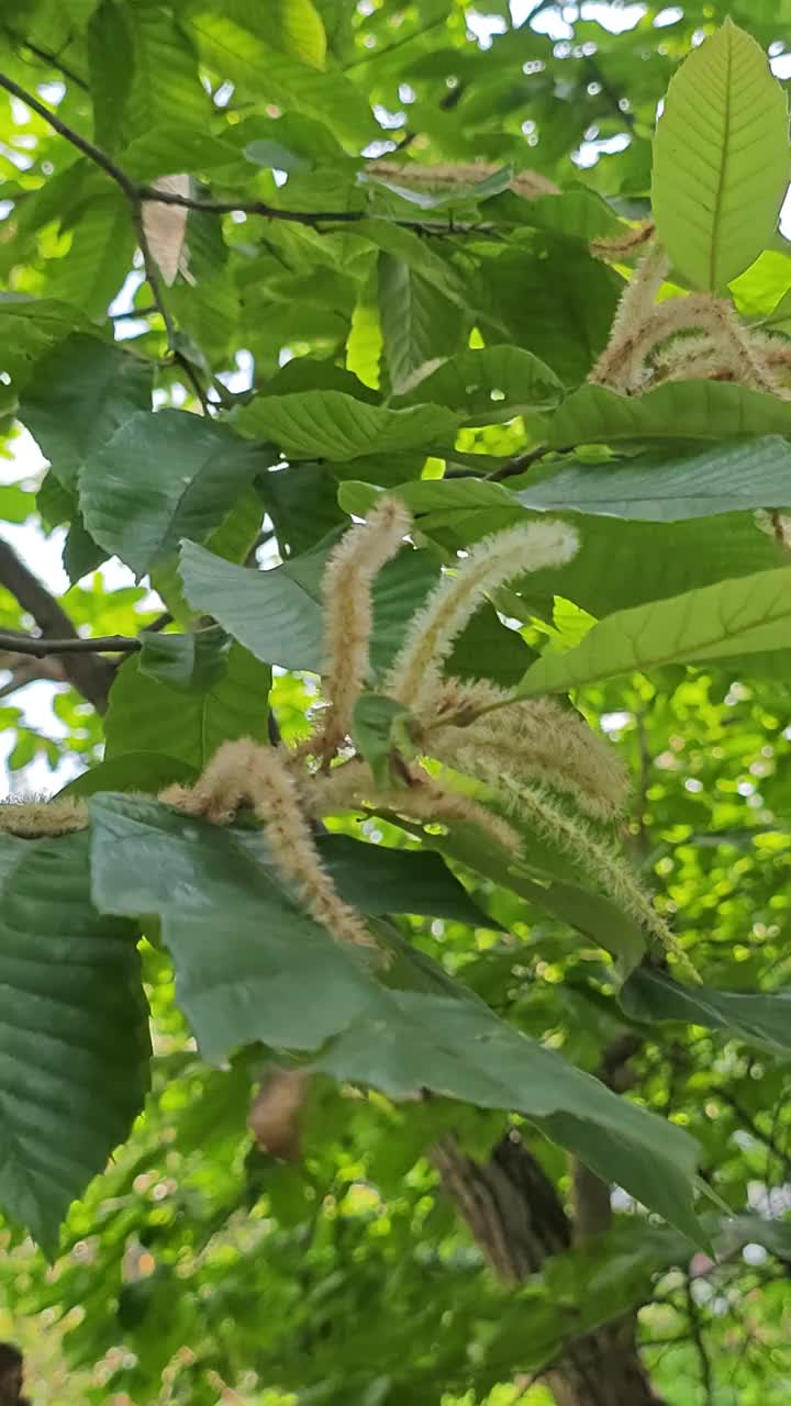 板栗在春天开花视频素材