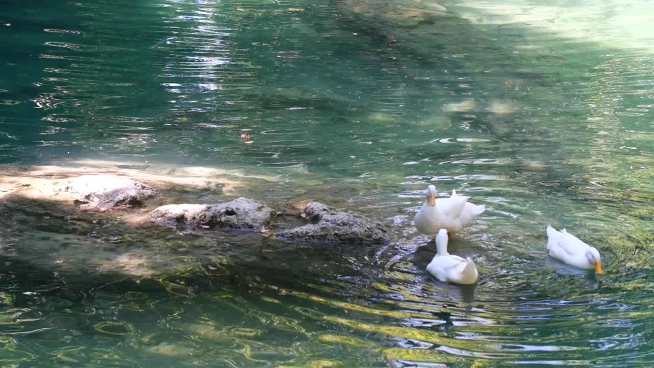 鸭子在湖里游泳视频素材