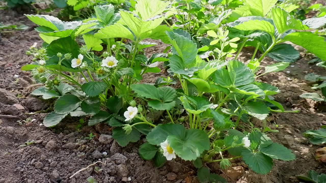 盛开的白草莓花和绿浆果在花园里随风摇曳，在明亮的阳光下摇曳。视频素材