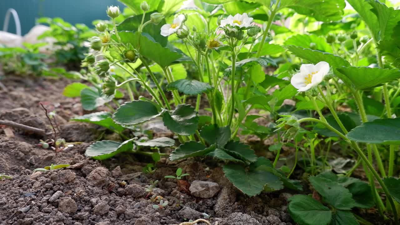 盛开的白草莓花和绿浆果在花园里随风摇曳，在明亮的阳光下摇曳。视频素材