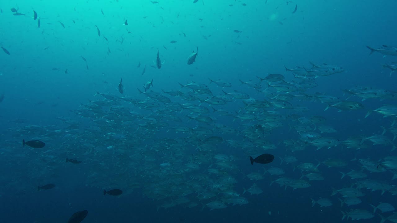 大眼鱼在海底清澈的蓝色海水中游动视频素材