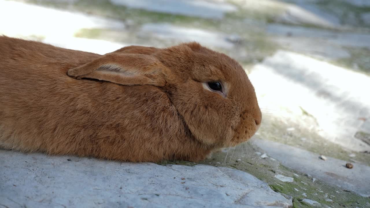 一个特写的红色兔子躺在岩石上的形式。兔子农场。视频下载