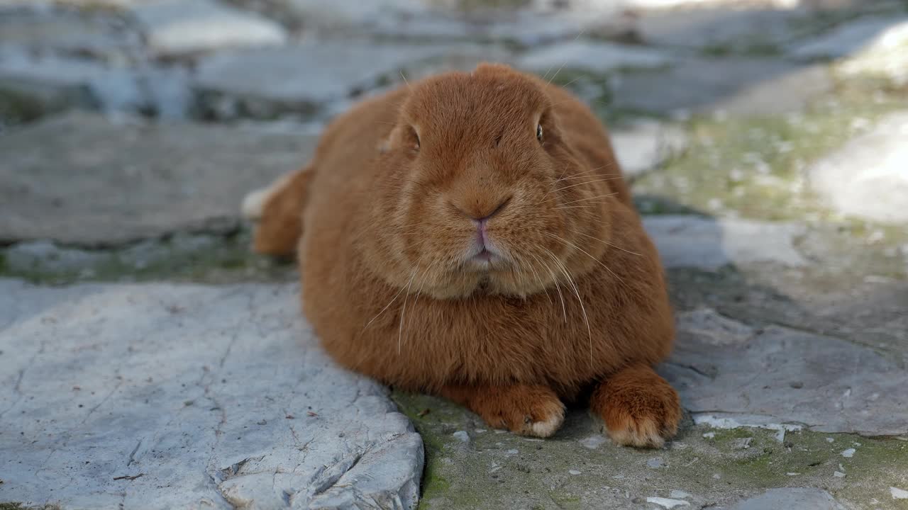 一个特写的红色兔子躺在岩石上的形式。兔子农场。视频下载