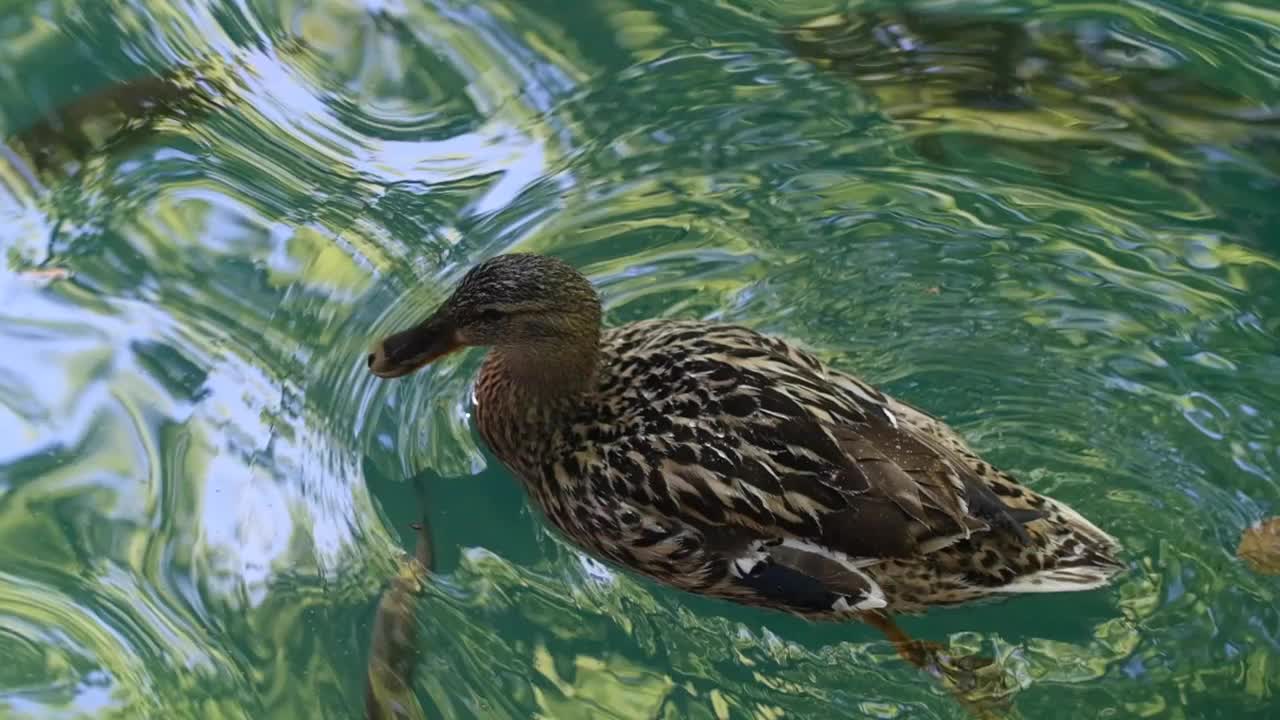 鸭子在湖里游泳视频素材