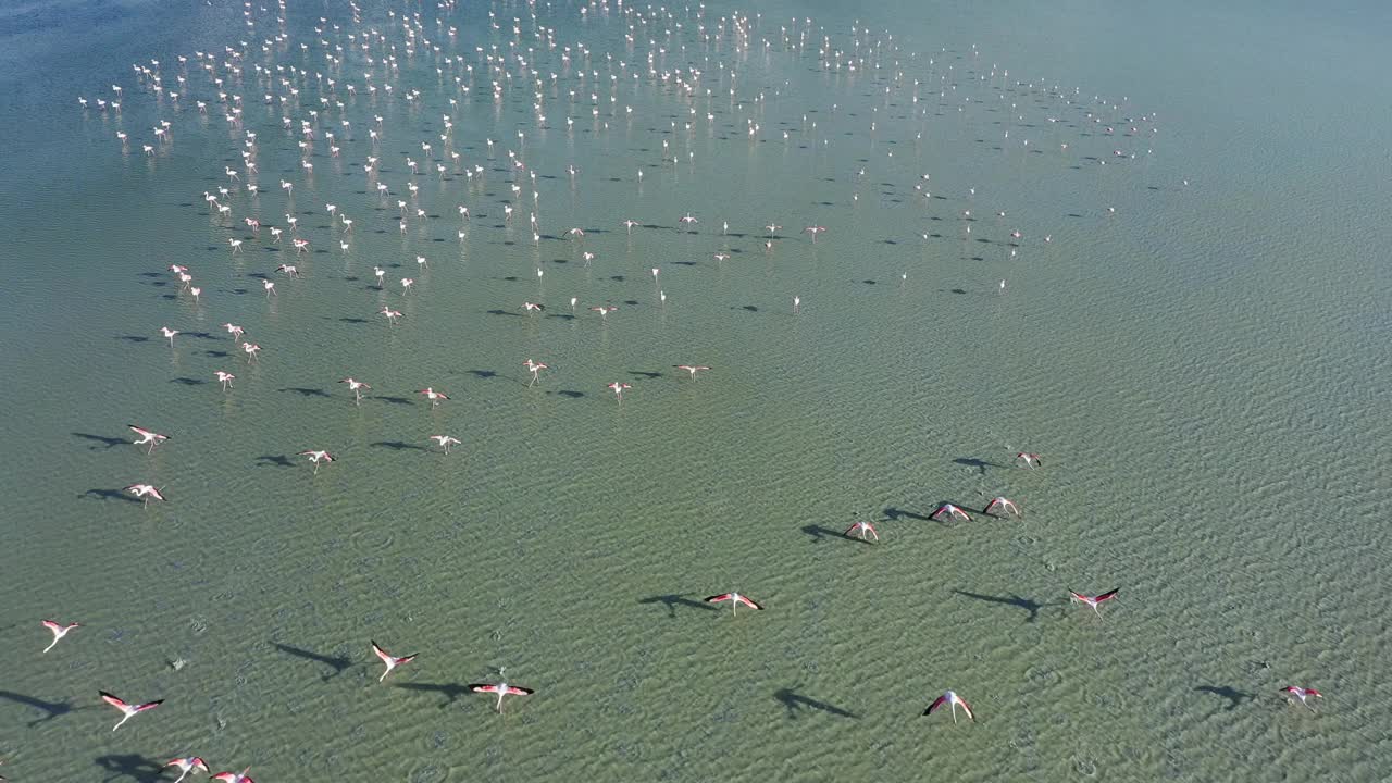 一群火烈鸟
火烈鸟群居，是一个相互依存的社会。它们在浅湖里觅食和生活。他们自由地飞翔，在大自然母亲的爱中寻求庇护视频素材