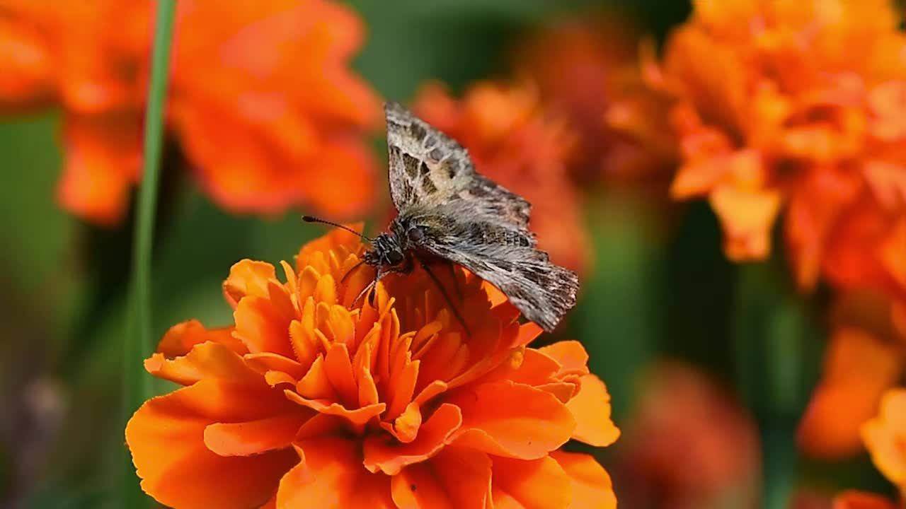 蝴蝶在金盏花上视频下载