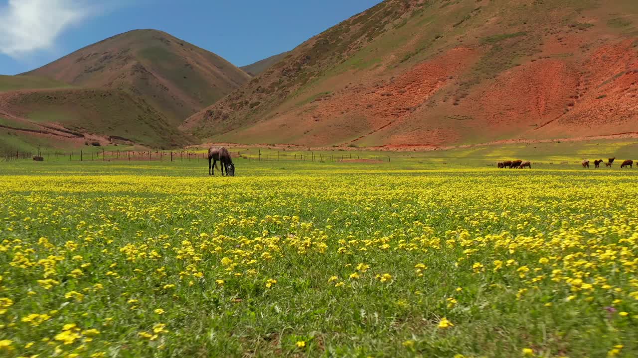 一匹马在山上的绿色草地上吃草。周末徒步旅行。去吉尔吉斯斯坦旅行。视频下载