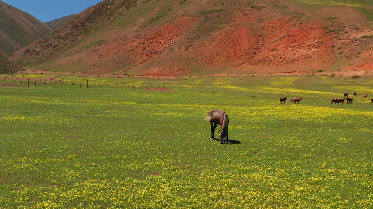 一匹农场里的马在山上的花地里吃绿草。背景中有一群牛在吃草。风景如画的夏日山景视频下载