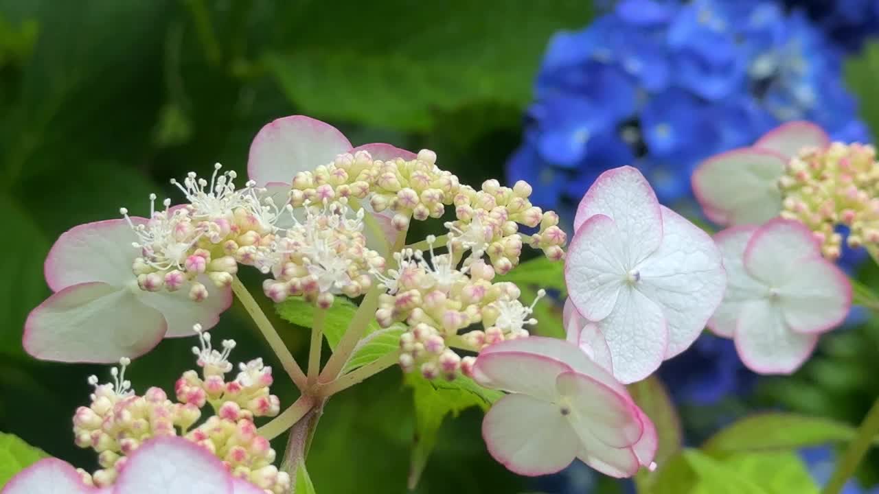 粉红色边缘的白色花朵盛开，郁郁葱葱的绿叶和蓝色的花朵为背景视频素材