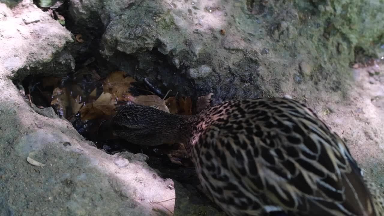 鸭子在湖里游泳视频素材