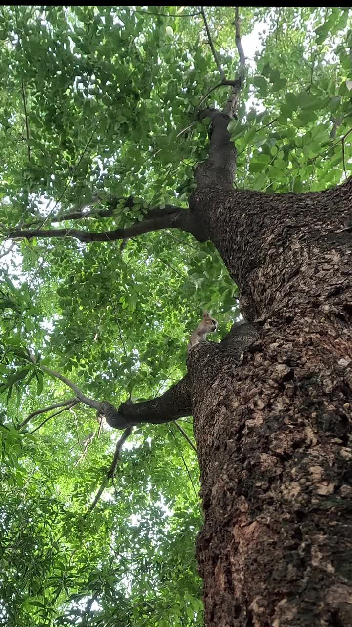 从下面靠近树底的地方看，一只受惊的泰国猫小心翼翼地爬下来。视频下载