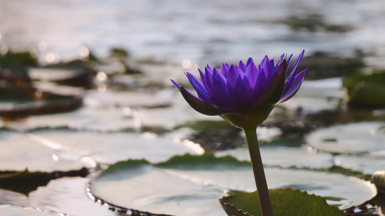 荷花在浪花中摇曳视频素材