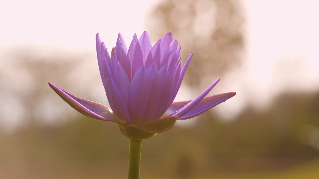 紫色的荷花在波浪中摇曳视频素材