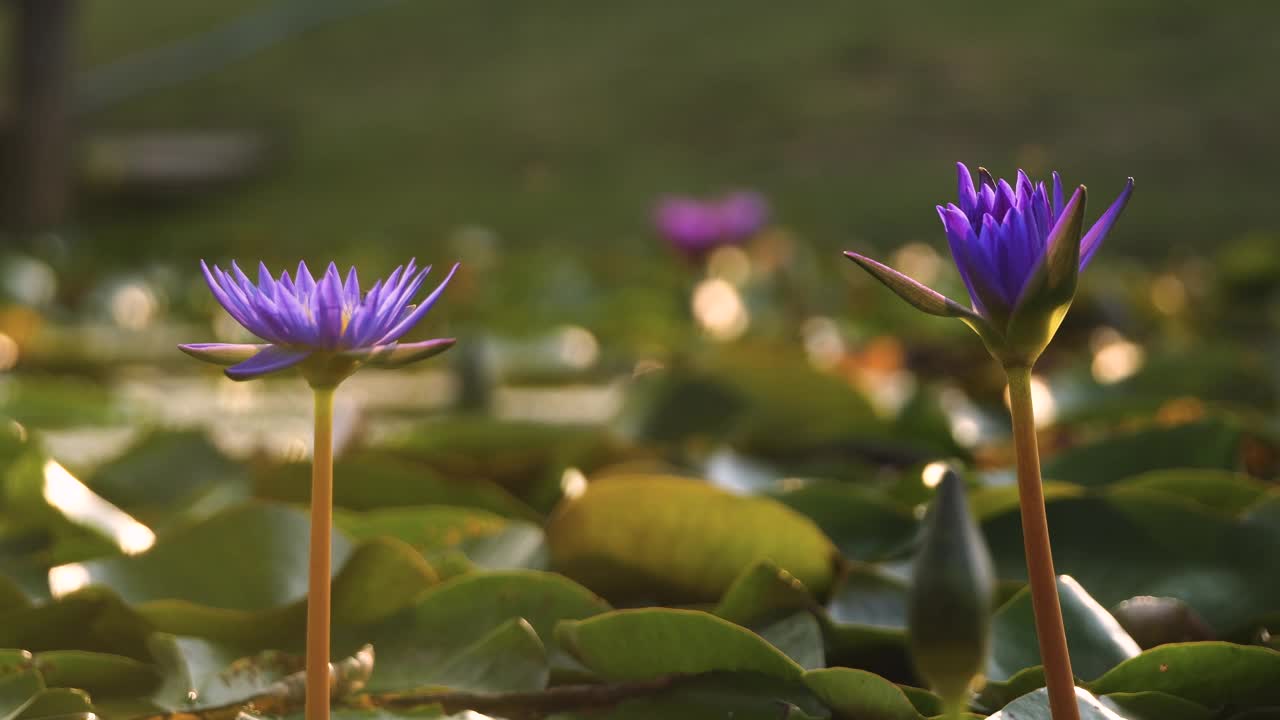 紫色的荷花在波浪中摇曳视频素材