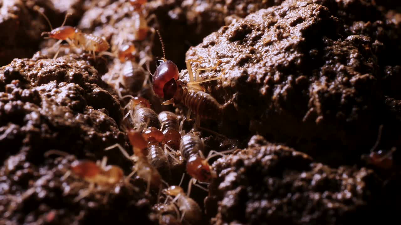 一群在地上爬行的白蚁视频下载