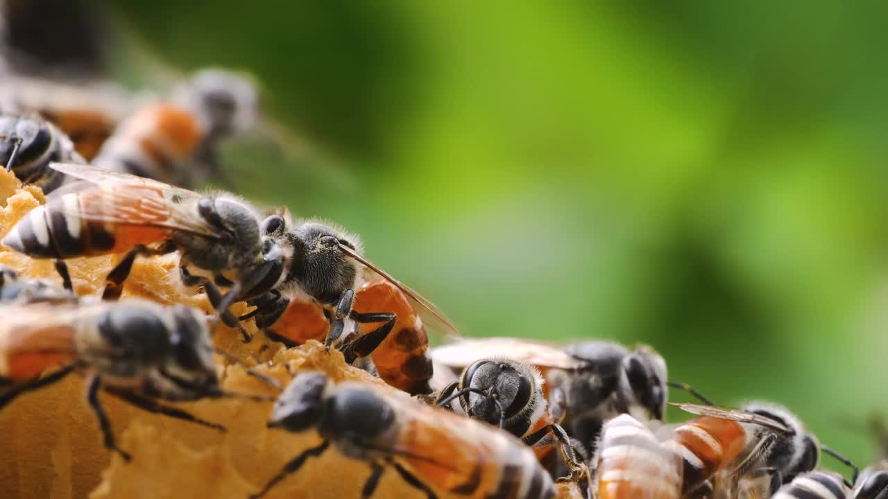 一群蜜蜂聚集在蜂巢周围视频下载