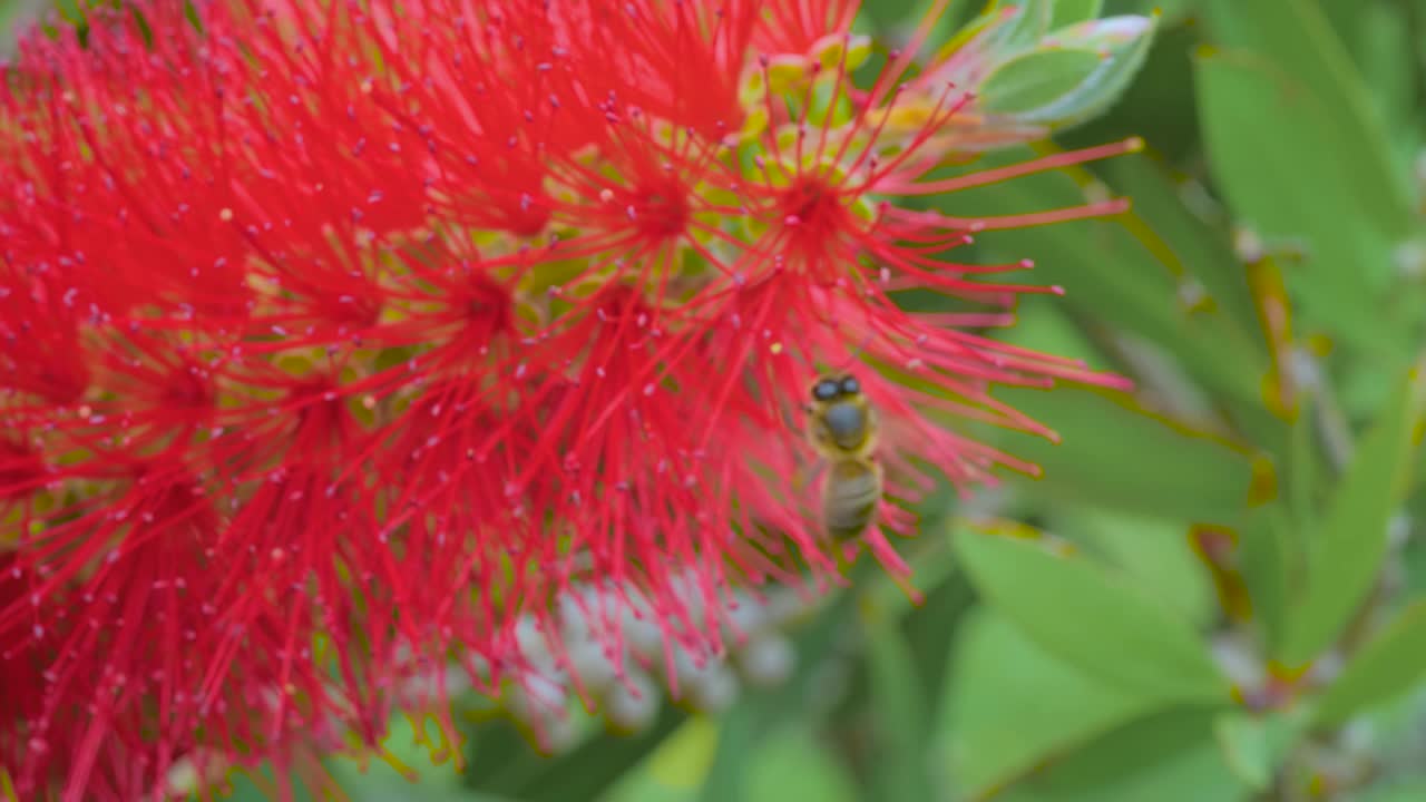 黄色的蜜蜂从红色的桔梗花上采集花粉——特写，宏观视频素材