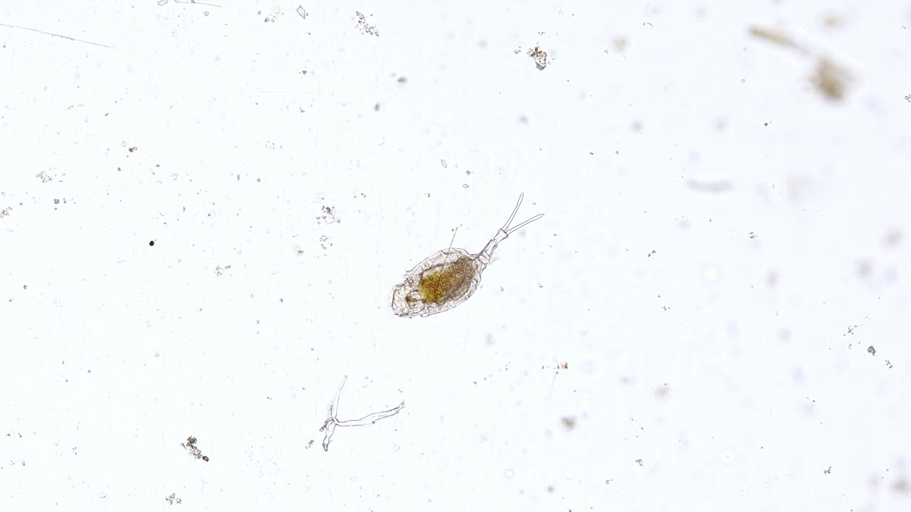 淡水轮虫(trichotria tetractis)在显微镜下-光镜x100放大视频素材