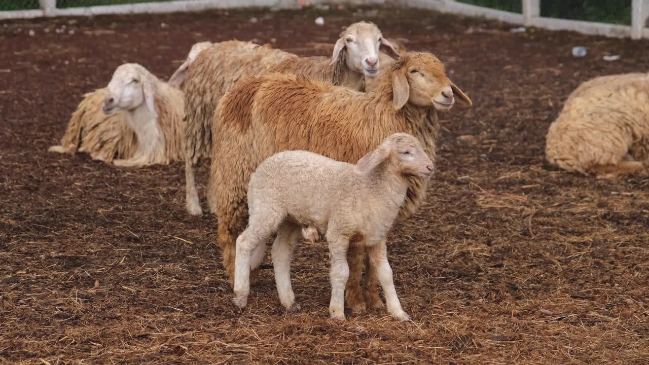 农场里的一群羊视频下载