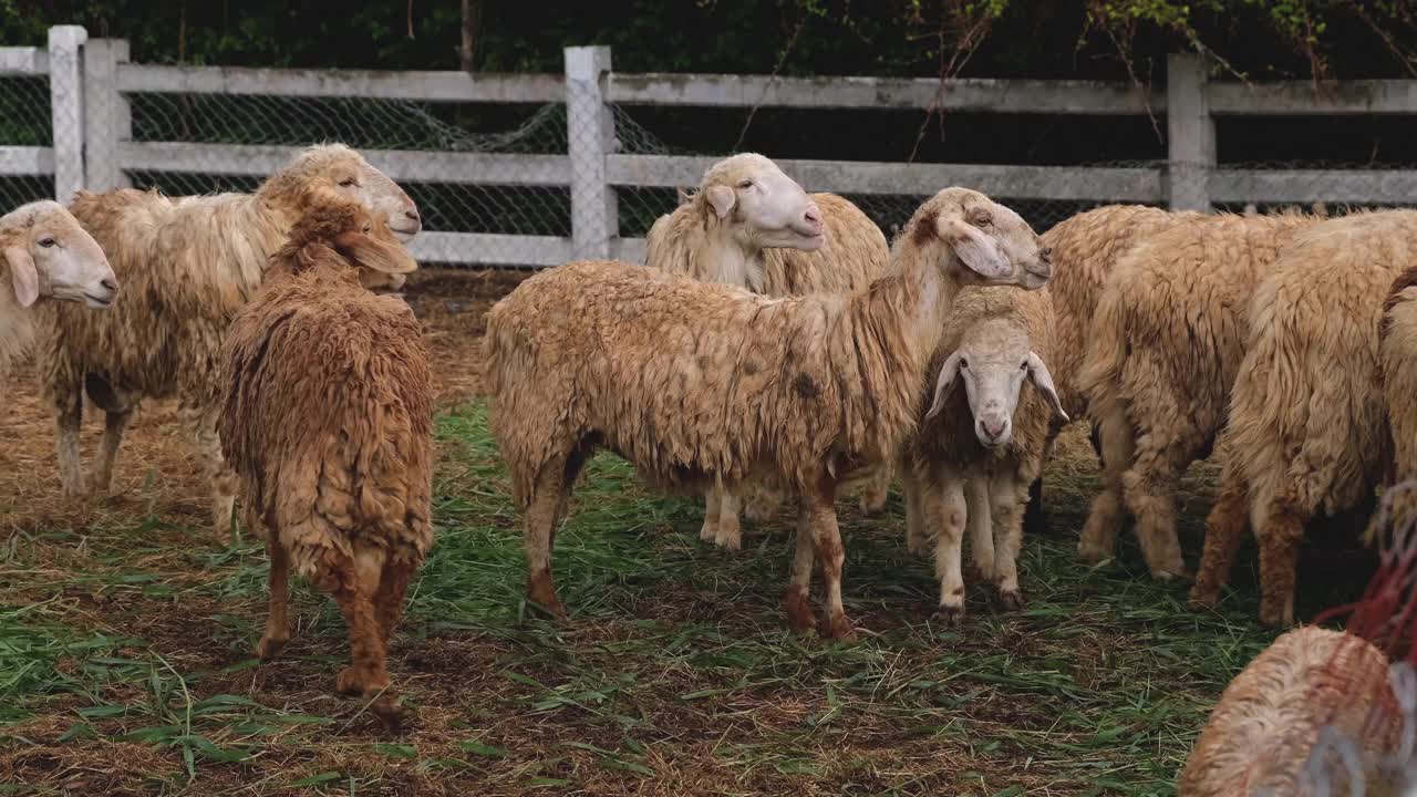 农场里的一群羊视频下载