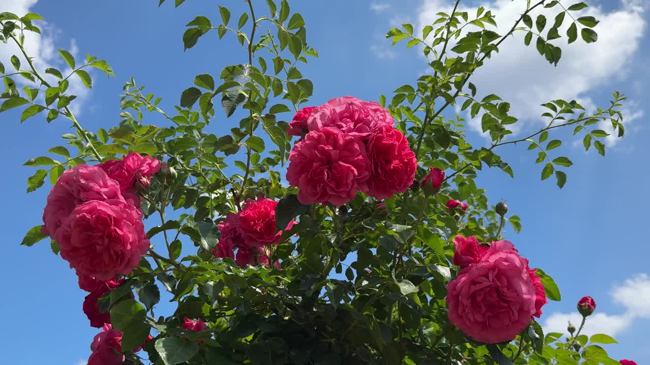 玫瑰丛与美丽的粉红色花朵和花蕾对着天空。视频素材