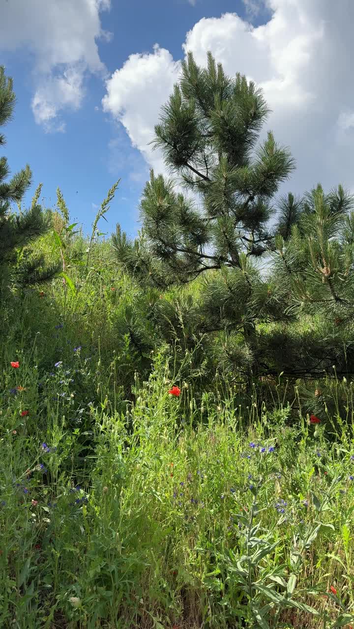 高山黑松树在山上，垂直视频。视频素材