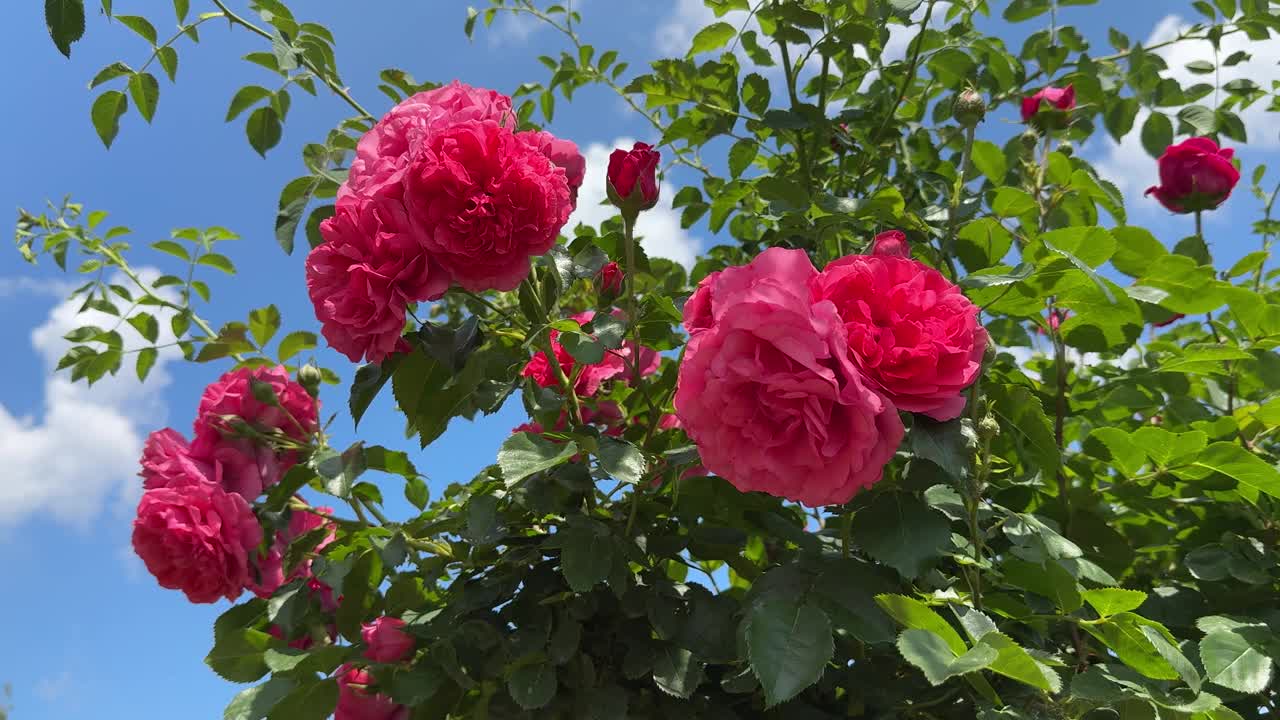 玫瑰丛与美丽的粉红色花朵和花蕾对着天空。视频素材