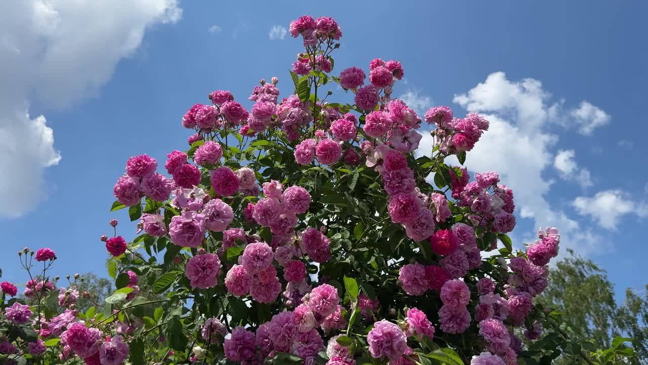 玫瑰丛，粉红色的花朵和蓝色的天空。视频素材