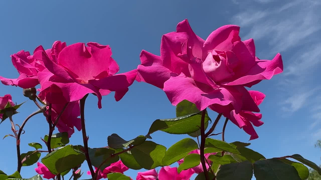 玫瑰红的花朵衬着蓝天。视频素材