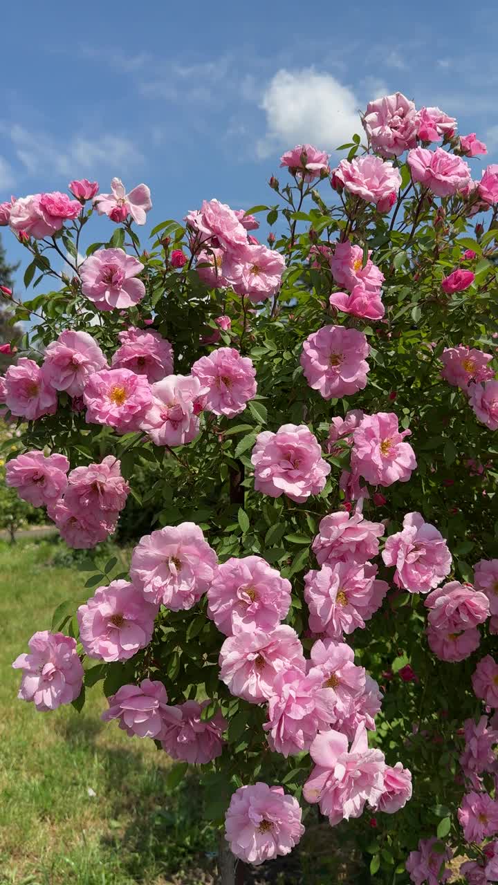 花园里开满了粉红色的玫瑰花，垂直的视频。视频素材