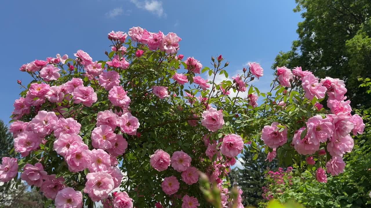 花园里开满了粉红色的玫瑰花视频素材