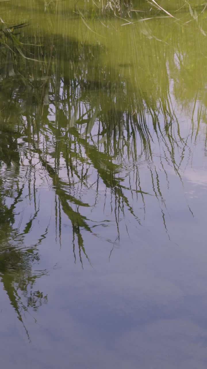 美丽的自然倒影在水面上视频素材