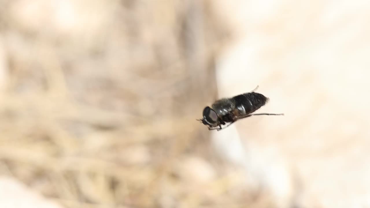 Hibomitra马蝇在悬空飞行视频素材