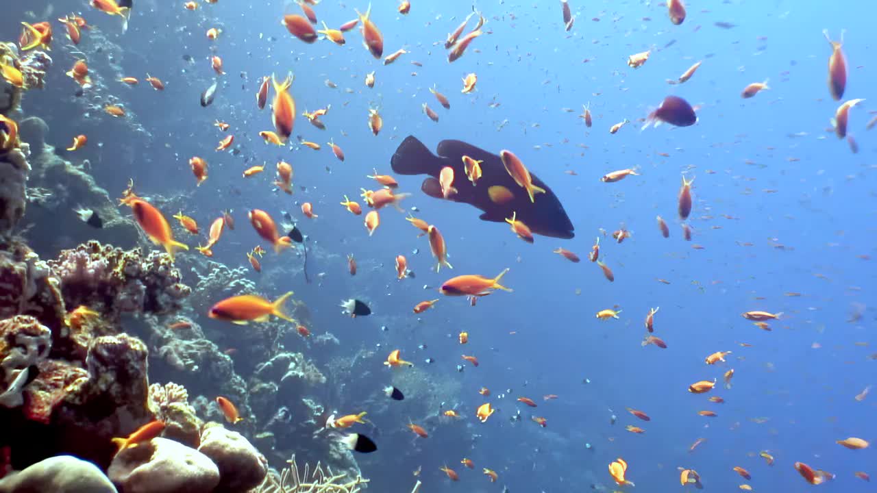 在海洋生物和植物中，鱼儿在珊瑚礁附近游泳视频下载