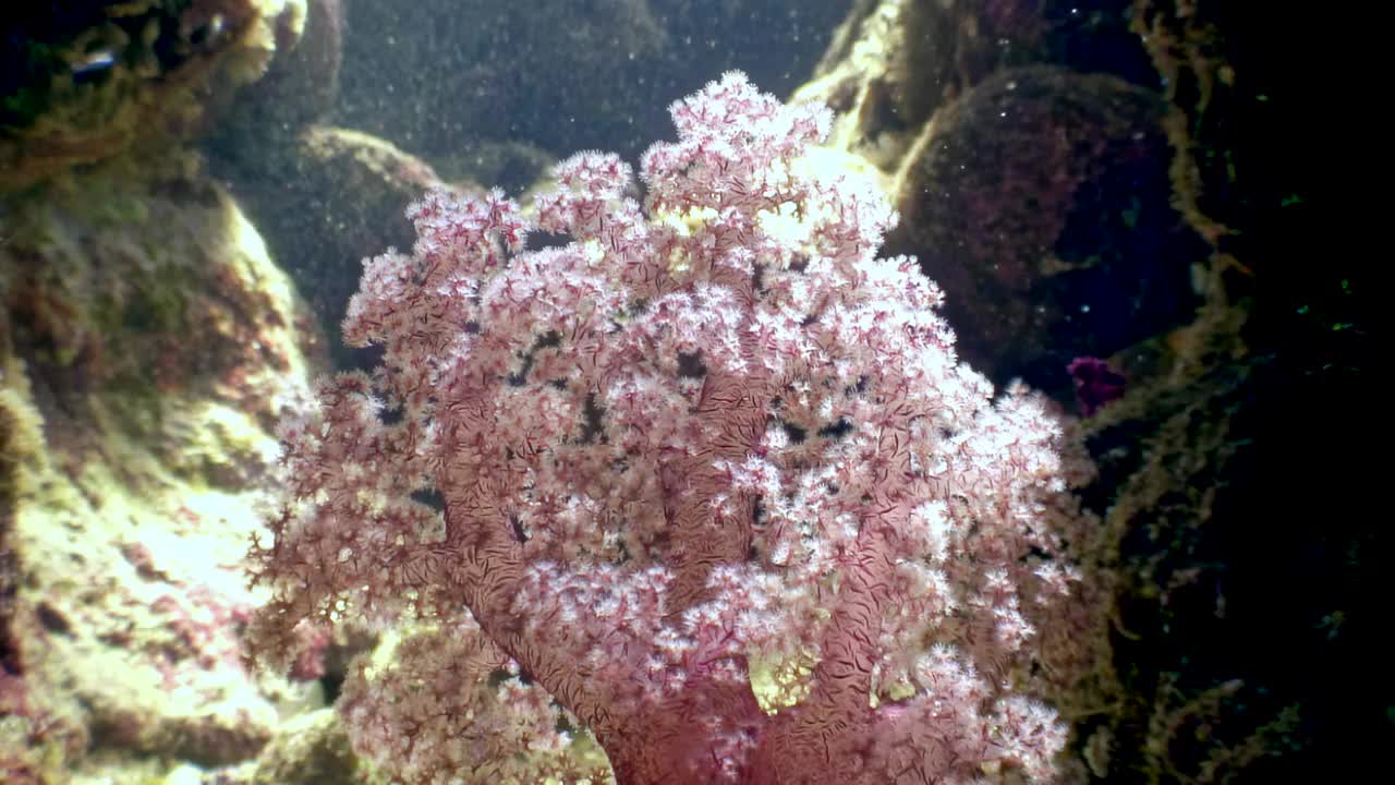 水下粉色珊瑚的详细照片视频下载